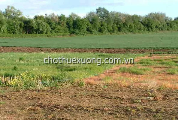 Cho thuê mặt bằng đất  Văn Lâm, Hưng Yên